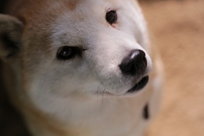 こちらを見つめている犬