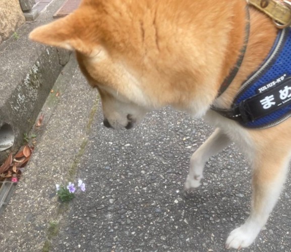 柴犬