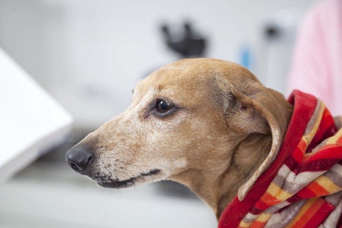 犬の横顔