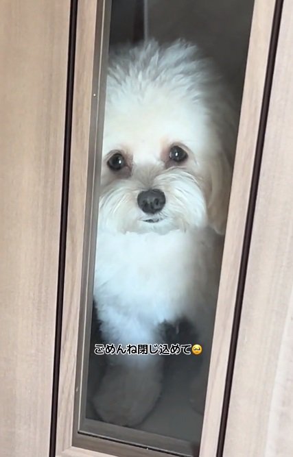 謝られるぽてとちゃん