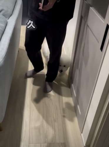 パパの横を歩く犬