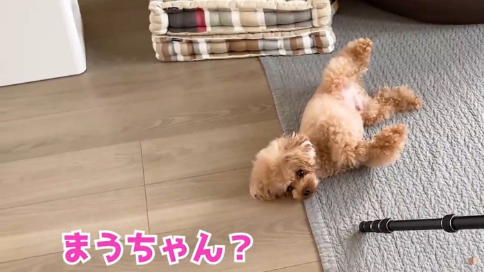 お腹を出して寝る犬