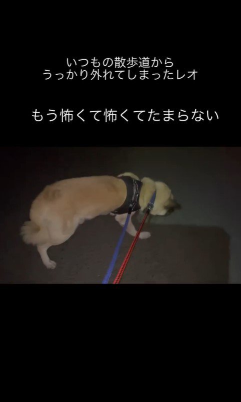 知らない道を怖がるレオくん2