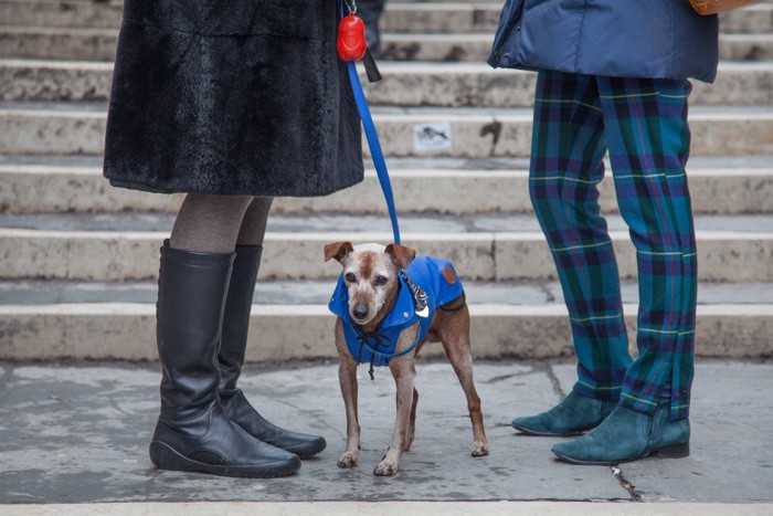 犬とふたりの足