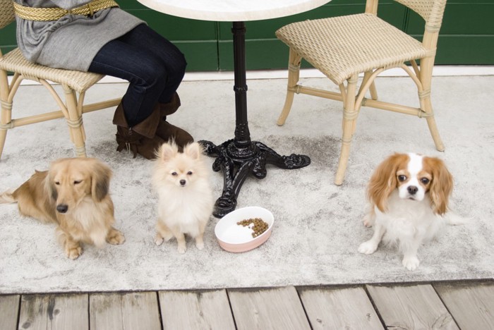 ドックカフェにいる女性と犬