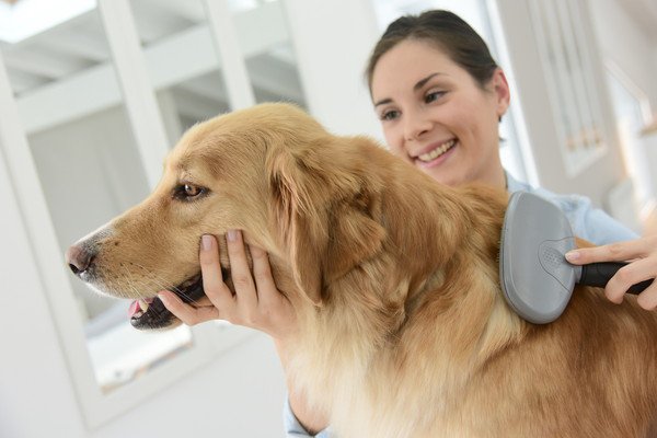 犬の毛並みを良くするには