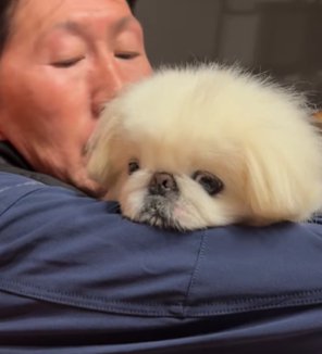 ソファで座る男性に抱っこされるペキニーズ