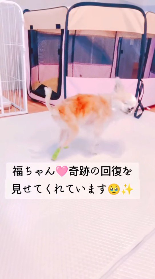 後ろ足を使ってゆっくりと歩く犬