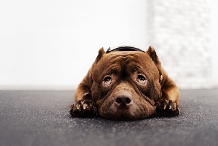 不安そうにうつ伏せになる犬