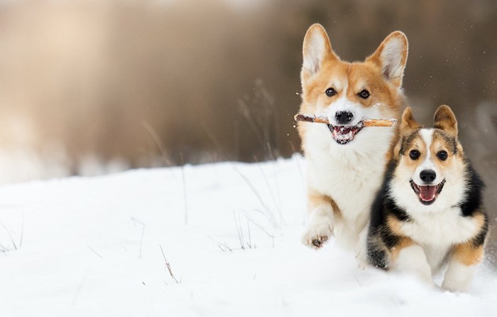 雪の中を駆け回るコーギー