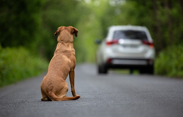 置き去りにされる犬の後ろ姿