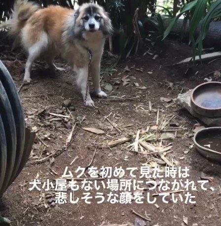 繋がれっぱなしの犬