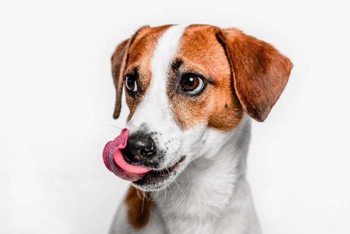 鼻先を舐める犬