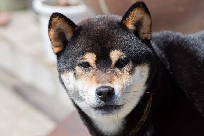 警戒する黒柴の顔