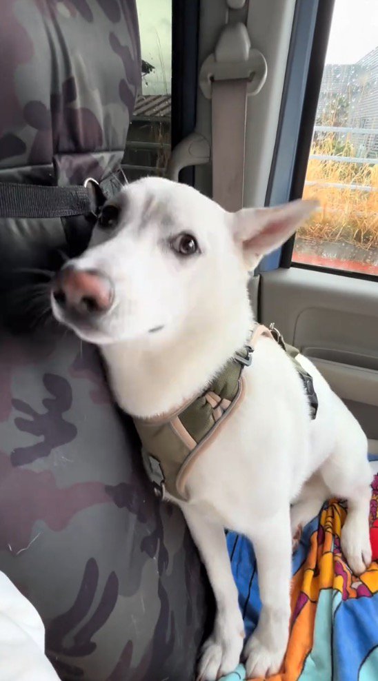 ワイパーの方に顔を向ける犬