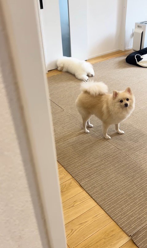 お兄ちゃんが帰宅時のエマくん＆ハルくん3