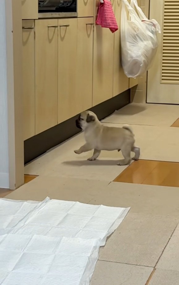 ぬいぐるみのようなゴンちゃん