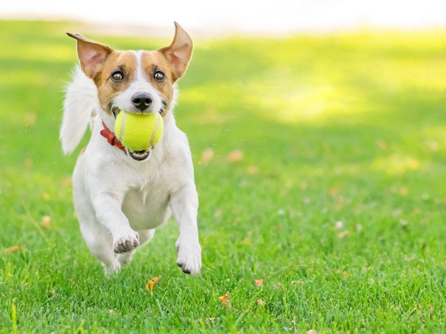 ボール遊びをする犬