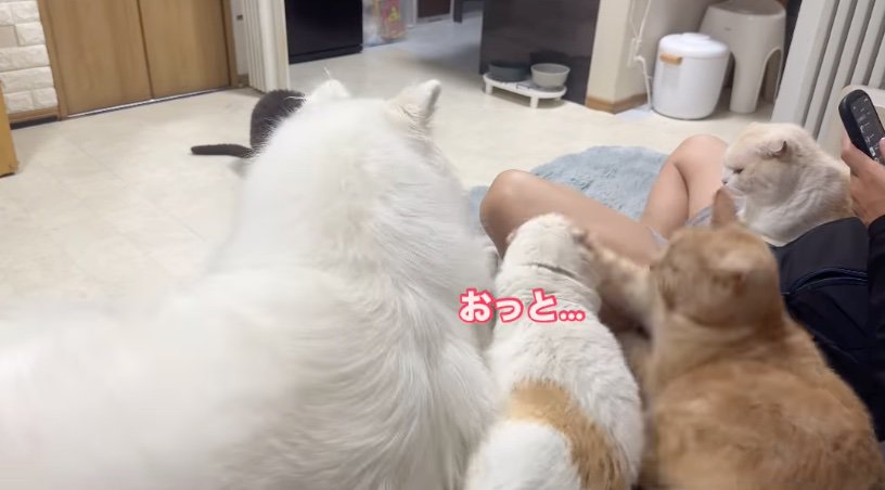 猫パンチ