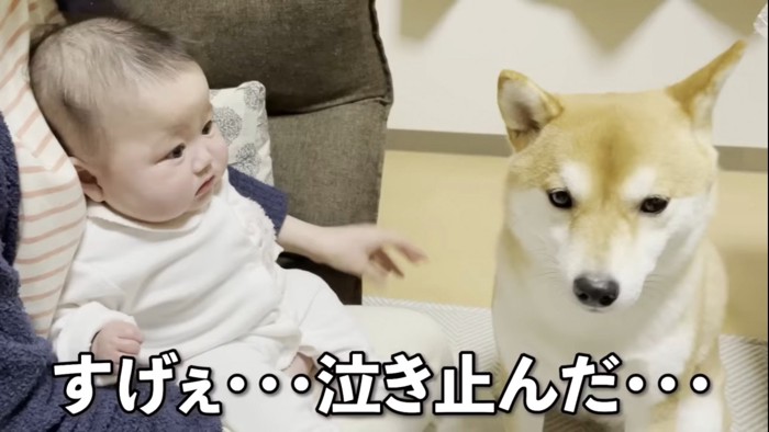 赤ちゃんと犬