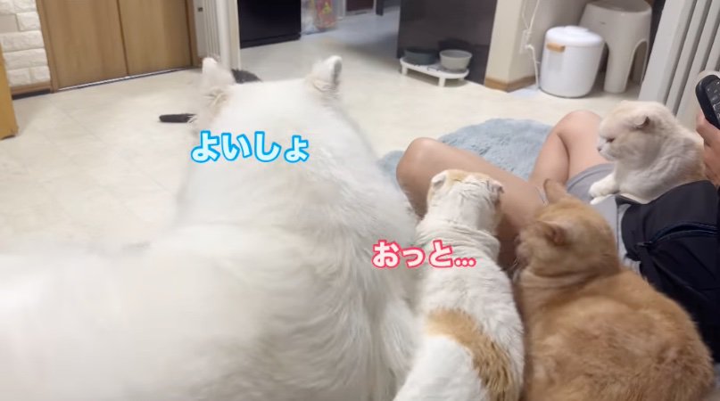 押し出される猫