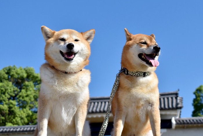 二匹の柴犬