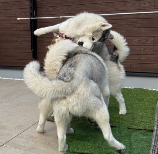 ハスキー
