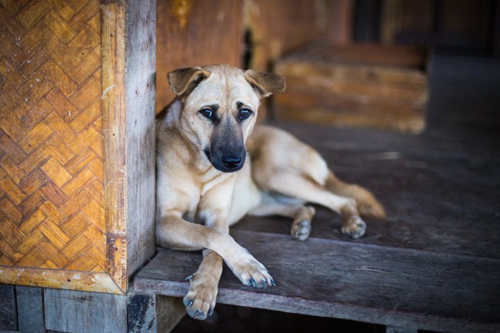 前脚クロスでくつろぐ鼻先が黒い犬