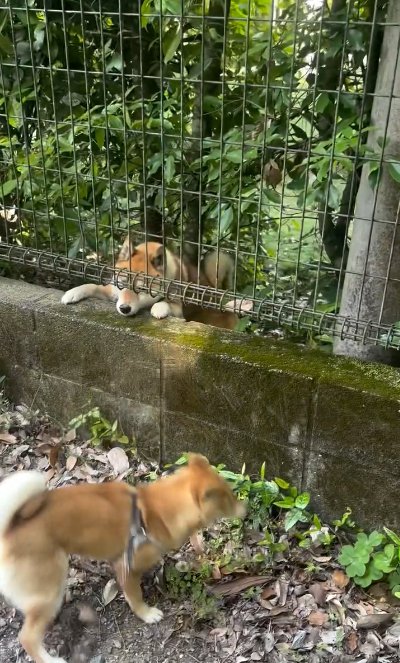 フェンスの向こうから覗き込む犬