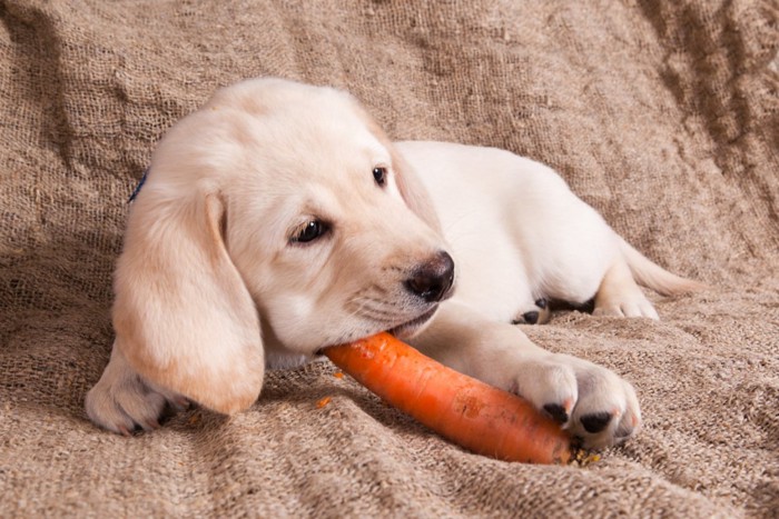 にんじんを齧る子犬