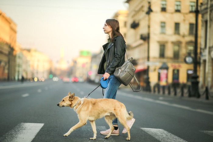 都市の街の中を散歩する犬と女性