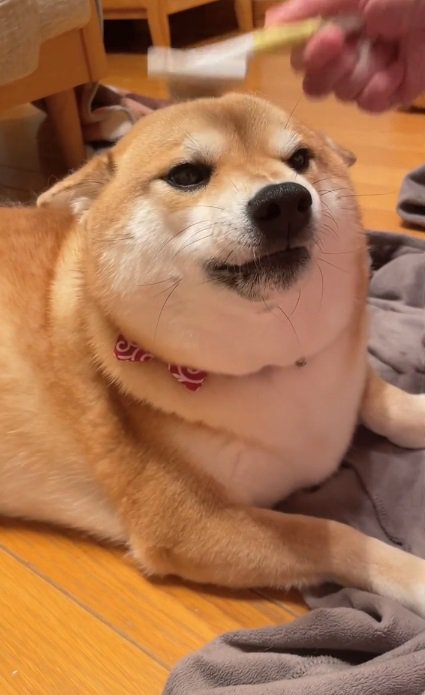 耳がぺったんこのまろんちゃん