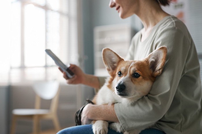 スマホをいじる飼い主と犬