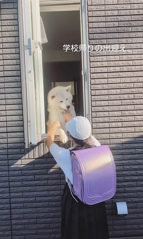 秋田犬のお見送りとお出迎え6