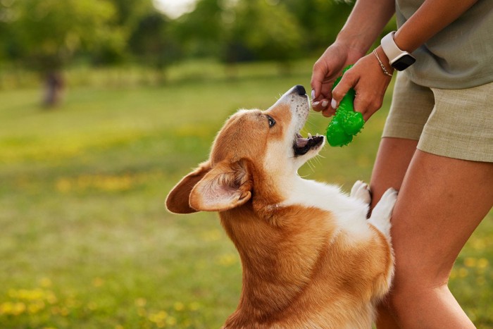 女性と遊ぶ犬