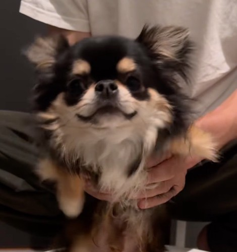 口角を上げる犬