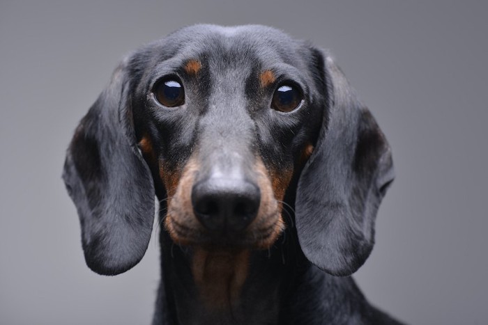 寂しそうな顔で見つめる犬