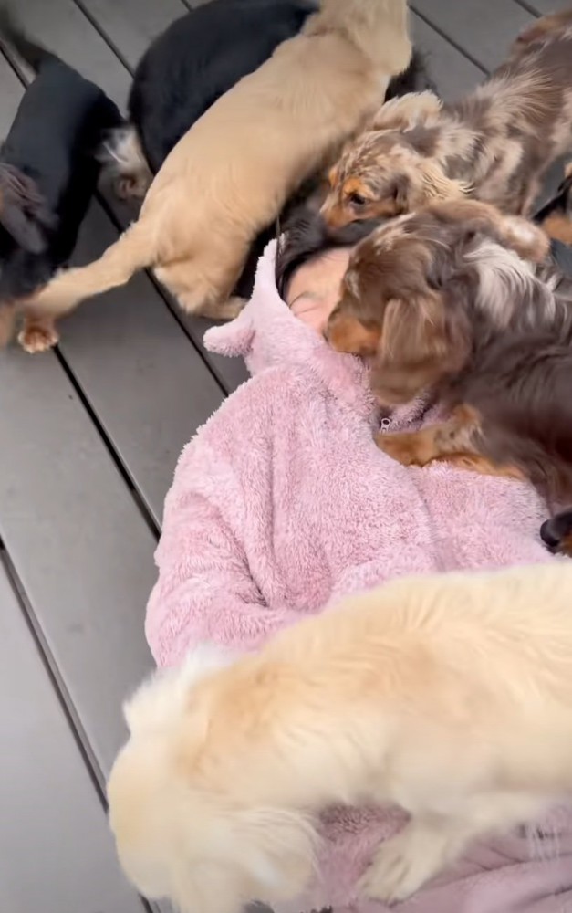 女の子の顔に群がる犬