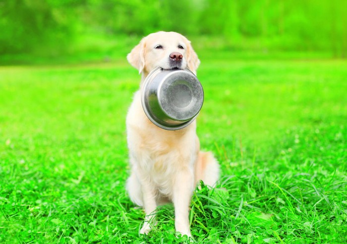 ご飯の器を咥えて座る犬