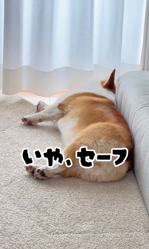 再び横たわるココちゃん