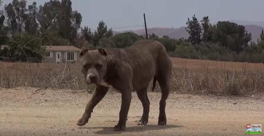 近づいてきた犬