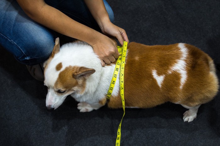 肥満気味の犬