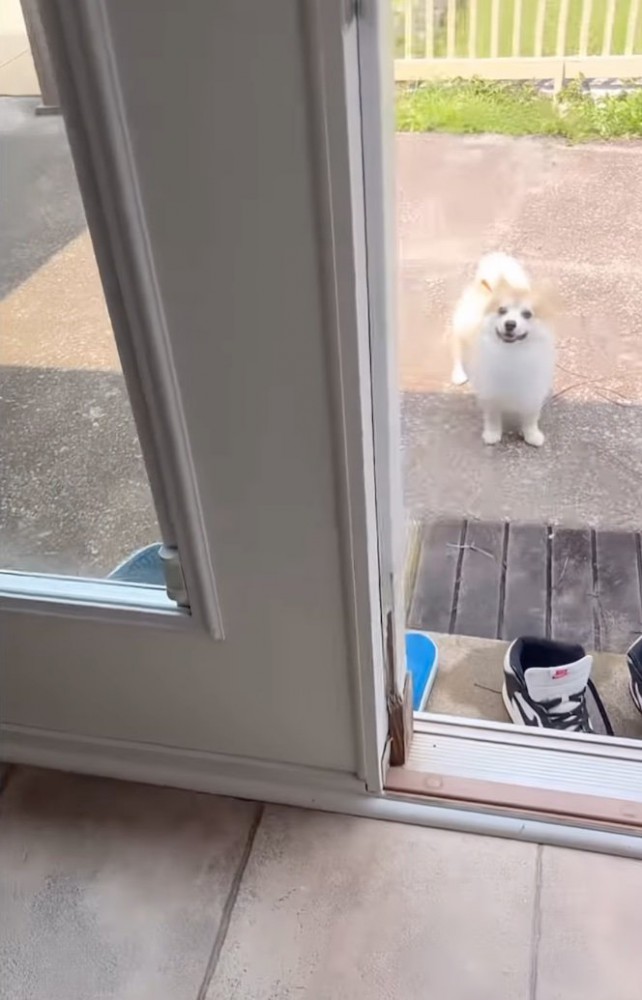 ドアの外の犬