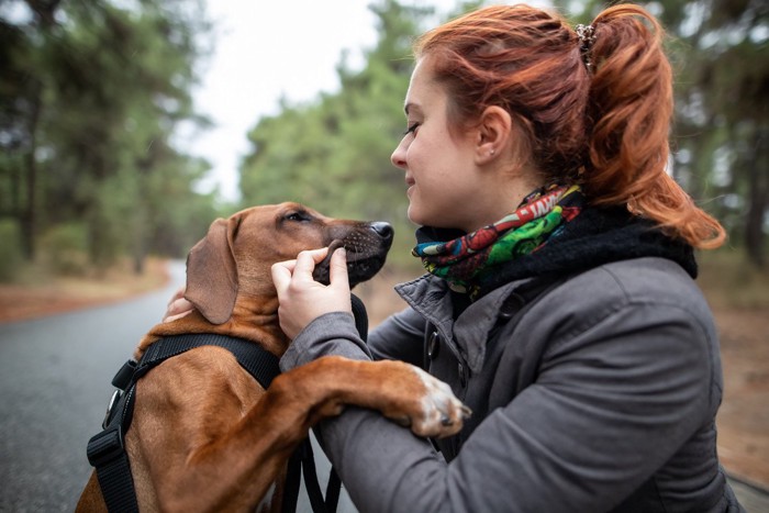 じゃれる茶の垂れ耳の犬