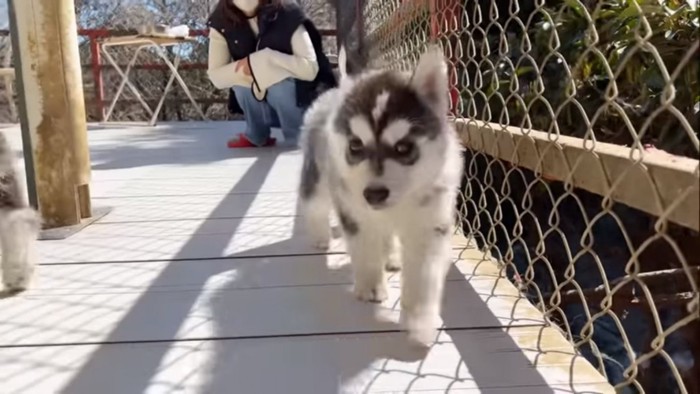 大きく成長した子犬