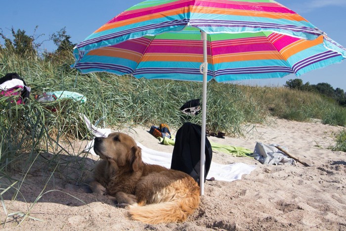 dog sunshade