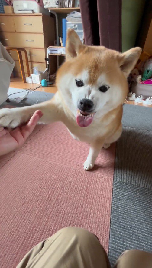 怒った顔の犬