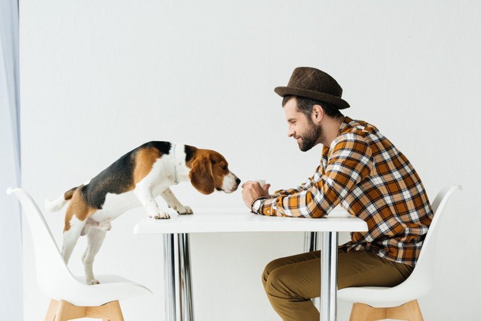 男性の手の中の匂いを嗅ぐ犬