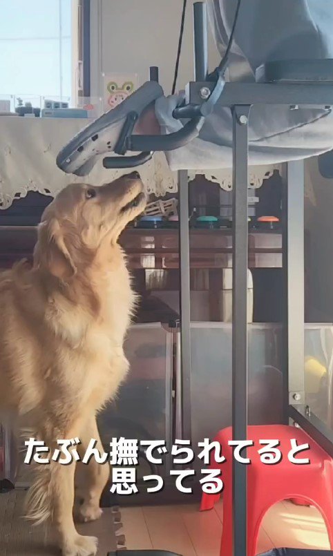 筋トレ中の飼い主さんとおさる君