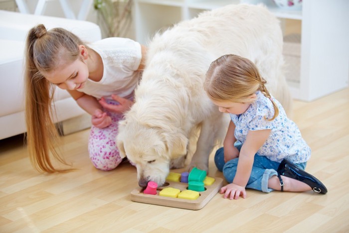 少女たちと遊ぶ犬